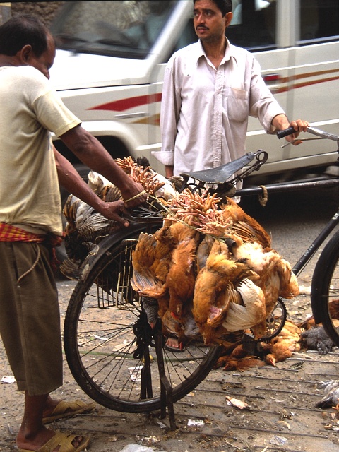 Chickens Kolkata, India